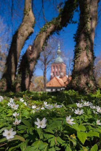 Wiosna,ach to TY ! (Maj 2017)