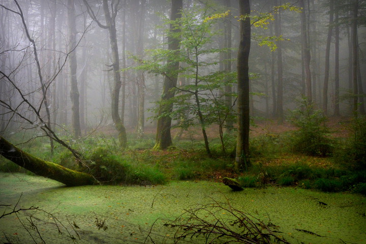 Mokradło (Maj 2017)