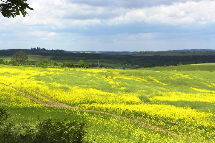 Kolorowe pola (Czerwiec 2017)