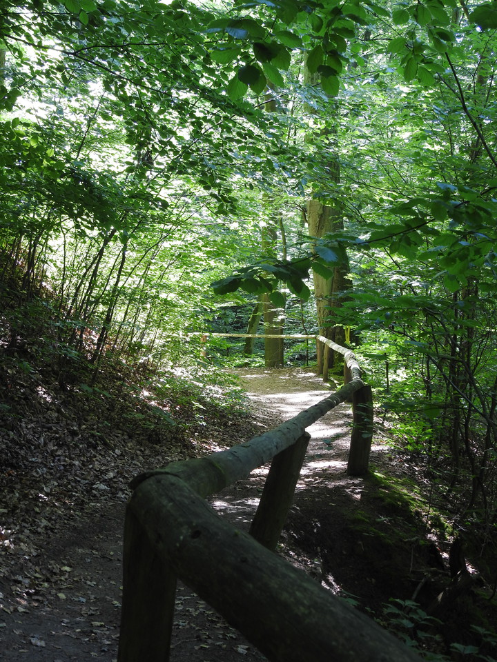 Jedna z najbardziej urokliwych leśnych ścieżek.