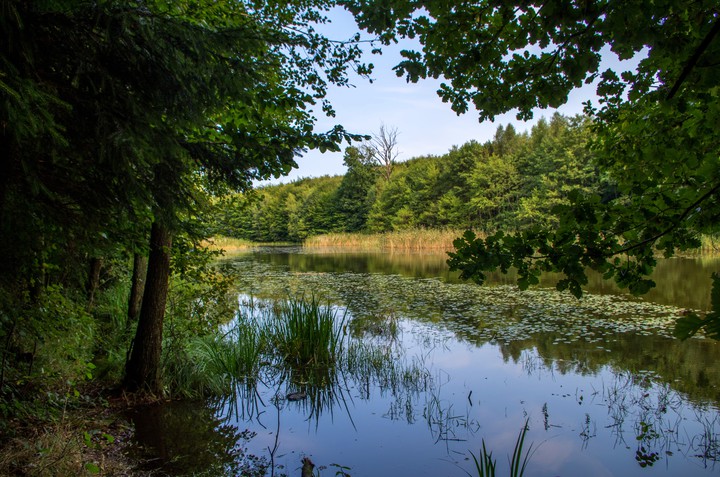 "Jezioro pniaków" w Jeleniej Dolinie