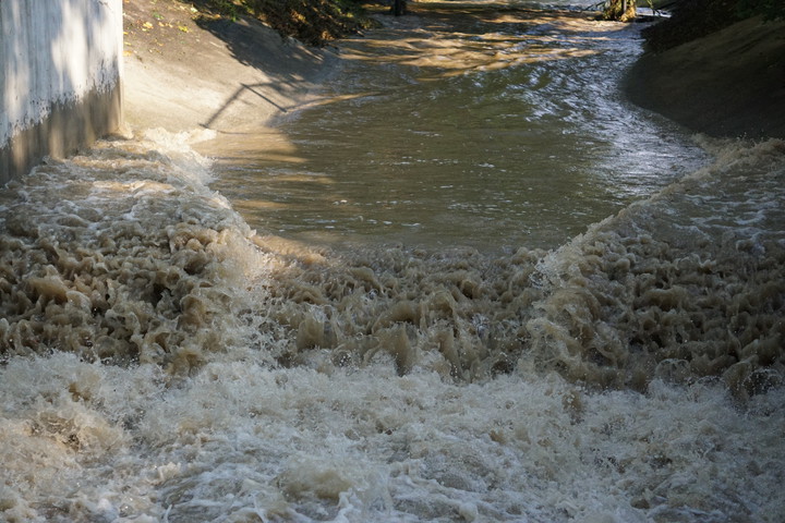 Kumielka wzburzona (Wrzesień 2017)