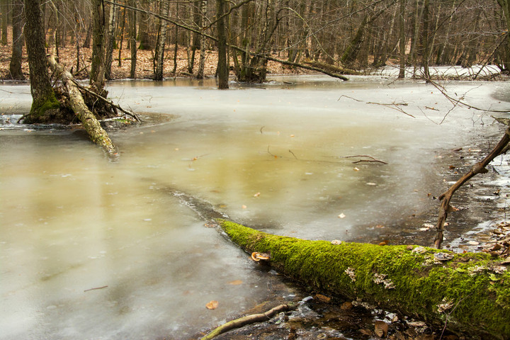 drzewo (Kwiecień 2018)