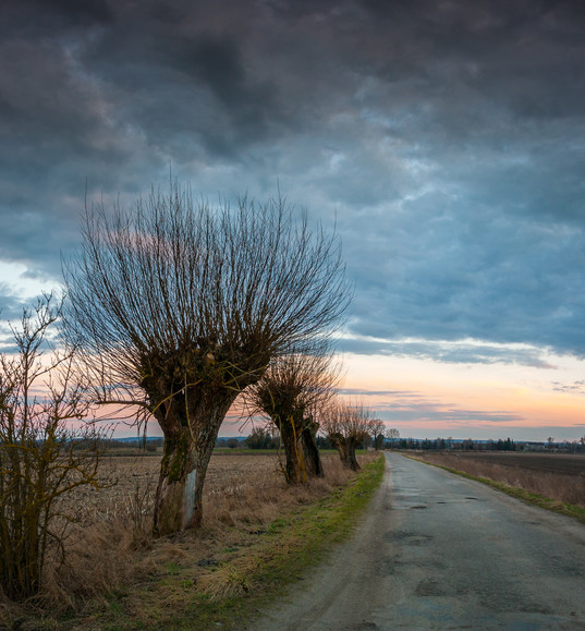 Wiosenne wierzby (Kwiecień 2018)