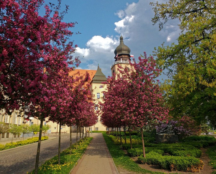 Kwitnąca alejka (Kwiecień 2018)