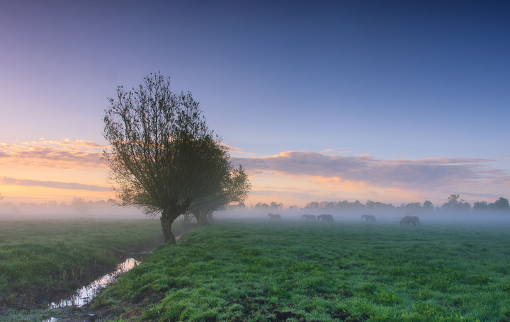 Żuławski poranek (Maj 2018)