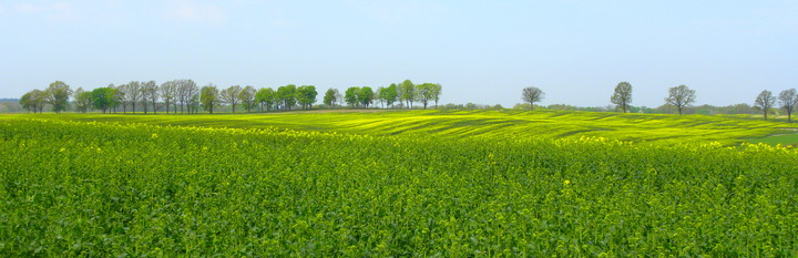 Wiosenne kwitnące pola (Maj 2018)