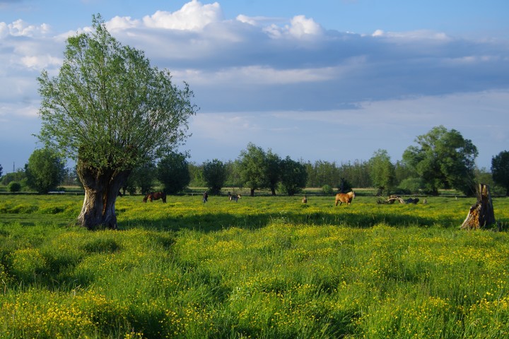 Żuławskie klimaty (Czerwiec 2018)