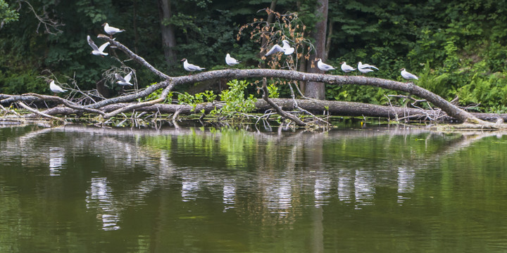 Spływ Krutynią