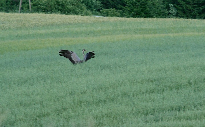 taniec w zbożu