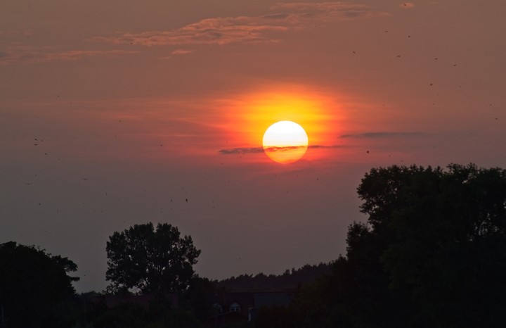 Jaskółki na tle słońca (Wrzesień 2018)