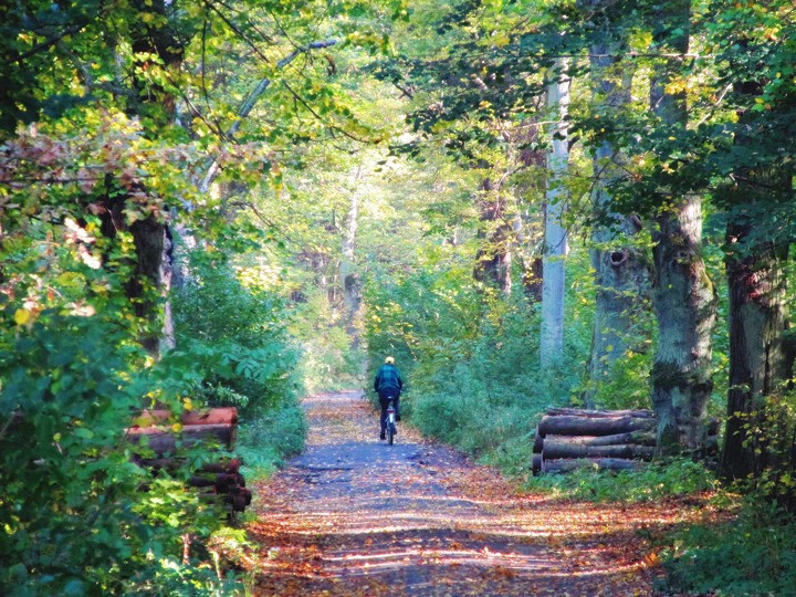 Cyklista (Październik 2018)