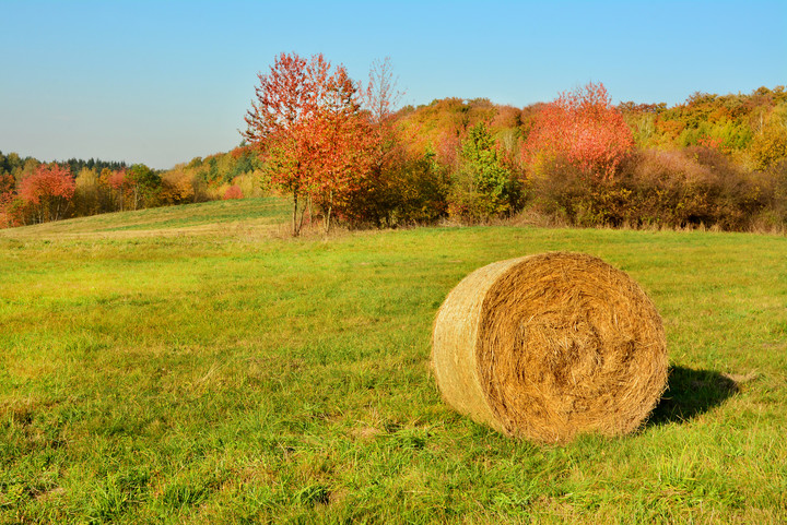 jesień (Październik 2018)