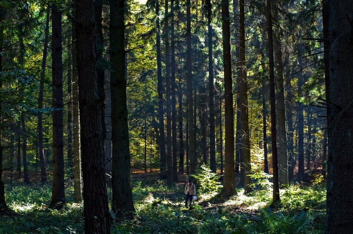 Człowiek w wielkim lesie (Październik 2018)