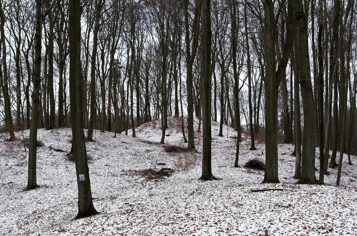 Zima w Bażantarni (Styczeń 2019)