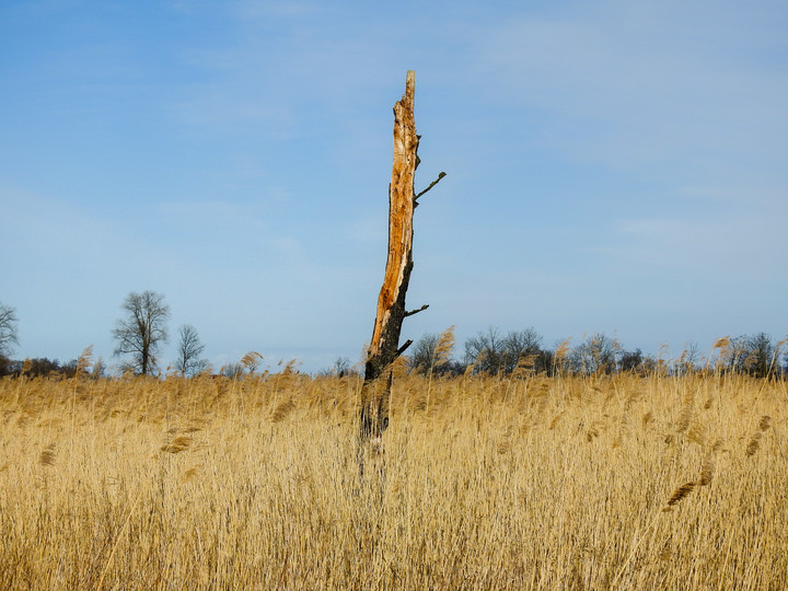 Żuławska Sawanna (Kwiecień 2019)