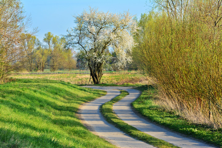 Wiosna na Żuławach Wiślanych (Kwiecień 2019)