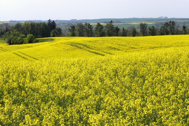 Bezkres kwitnących rzepaków (Maj 2019)