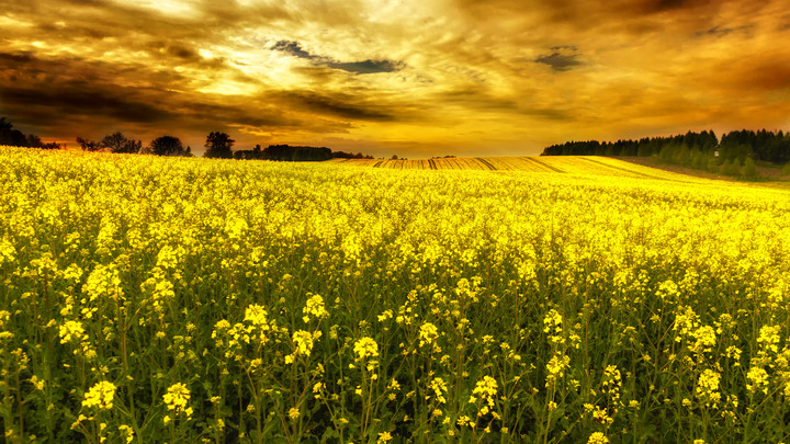 Rzepakowe wariacje (Maj 2019)