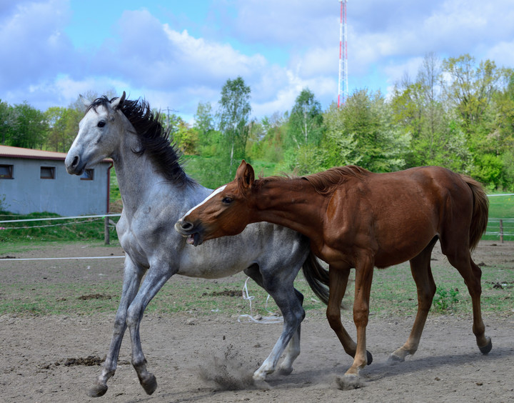 Końska Majówka ;) (Maj 2019)