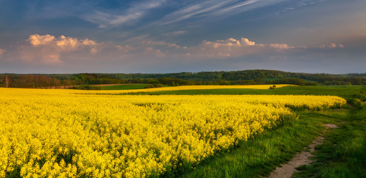 Rzepakowe pola... (Maj 2019)