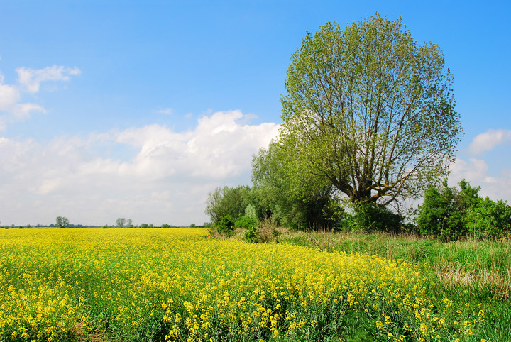 wiosna na Żuławach (Maj 2019)