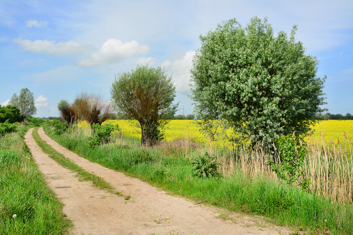 polna droga (Maj 2019)