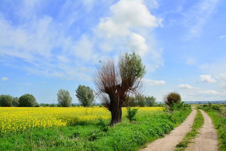 spalona wierzba (Maj 2019)