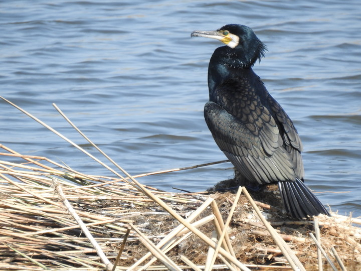 Kormoran zwyczajny