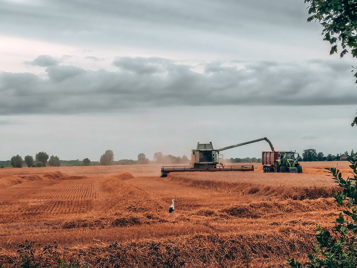 Złote żniwa (Sierpień 2019)