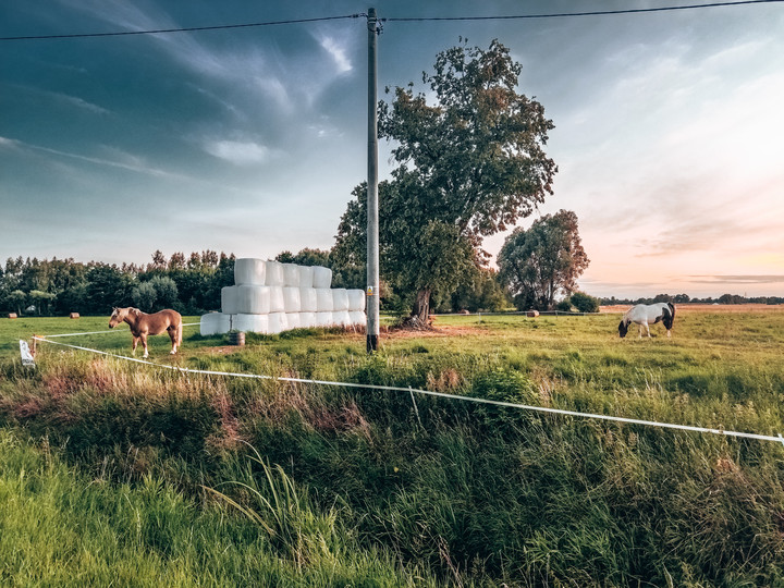 Końskie życie (Sierpień 2019)