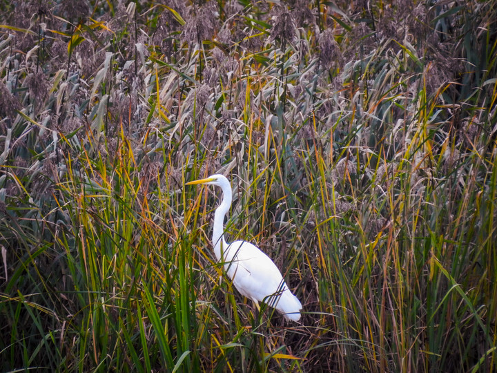 Czapla biała (Ardea alba) (Wrzesień 2019)