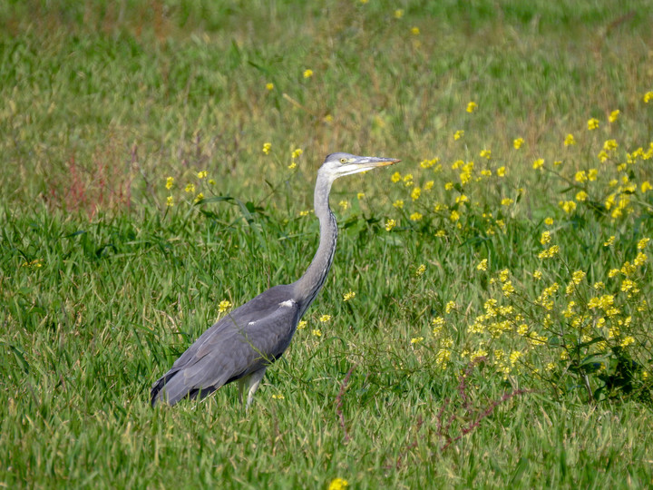 Czapla siwa (Ardea cinerea) (Październik 2019)