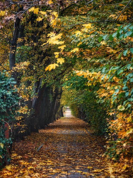 Elbląg, ul. Częstochowska (Październik 2019)