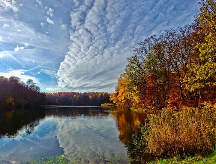 Goplenica jesienią