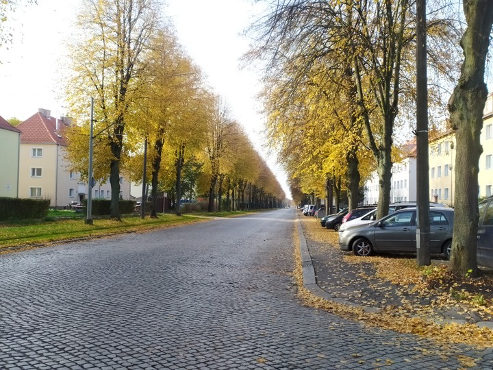 A przed nimi drzewa salutują.