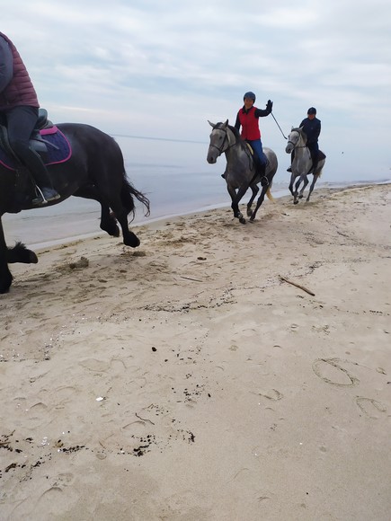 Koniki nadmorskie (Październik 2019)