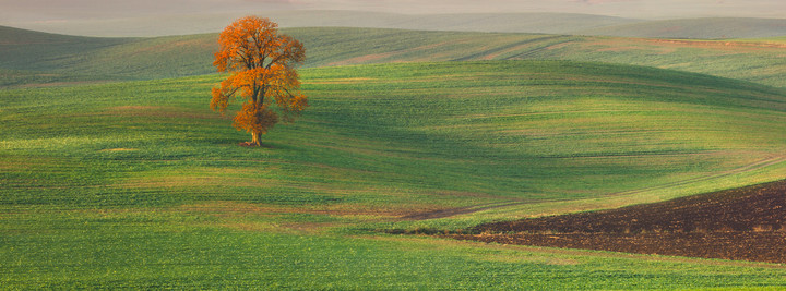 Samotnik