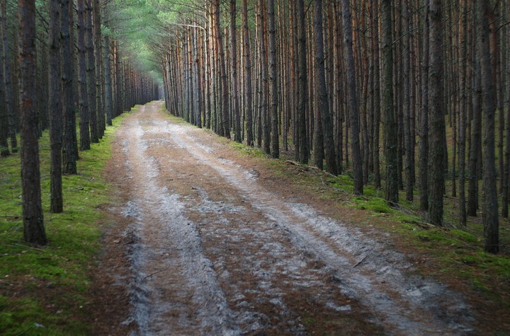 "Leśne tajemnice" (Styczeń 2020)