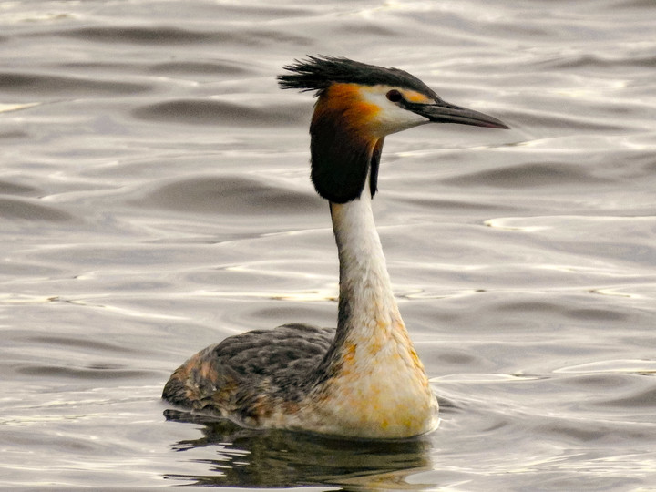 Perkoz dwuczuby (Podiceps cristatus) (Marzec 2020)