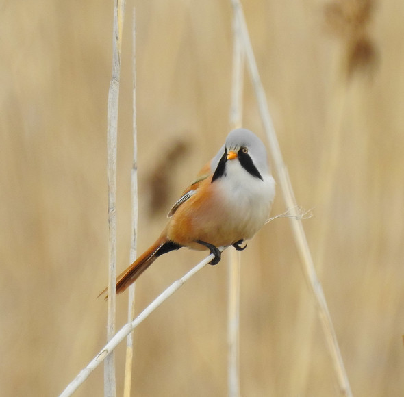 Wąsatka (Panurus biarmicus)