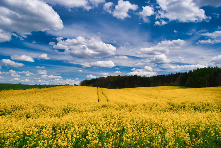 Zółty, niebieski i inne (Maj 2020)