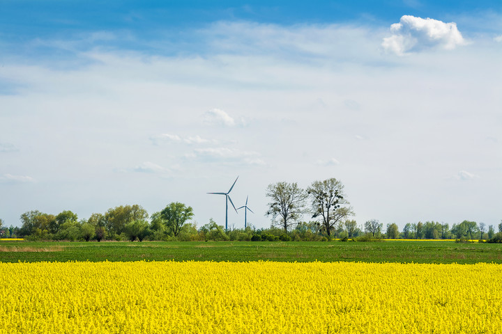 żółty, zielony, niebieski (Maj 2020)