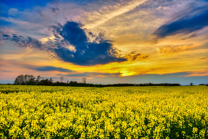 Zachód słońca nad rzepakiem. (Maj 2020)