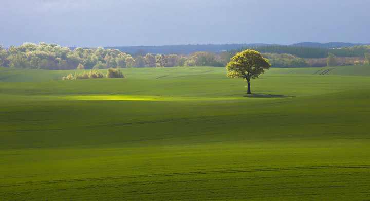 Samotnik (Czerwiec 2020)