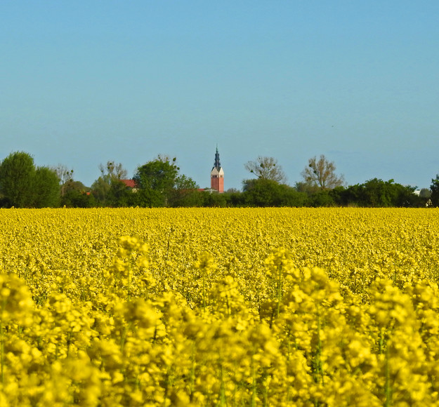 Katedra w rzepaku (Czerwiec 2020)