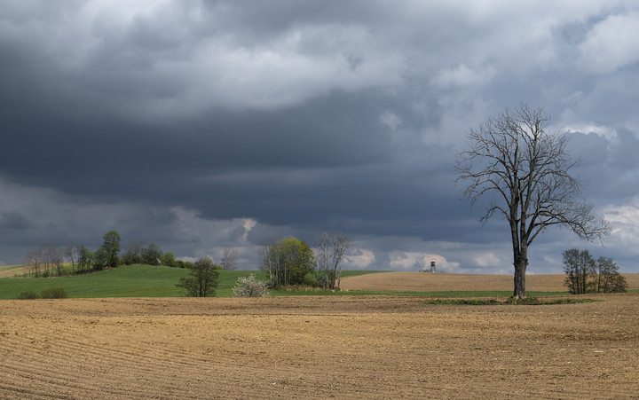 Widoczek (Czerwiec 2020)