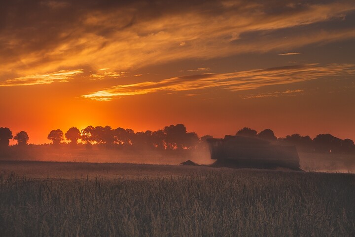 Kolorowe żniwa (Sierpień 2020)