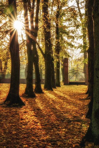 Jesień na cmentarzu kanonickim (Listopad 2020)