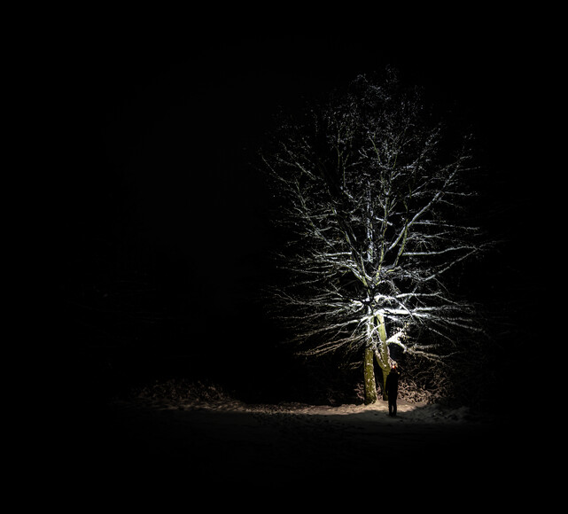 Drzewa nocą